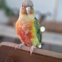 گرینچیک رام و دستی سخنگو طوطی|پرنده|فردیس, شهرک ارم|دیوار