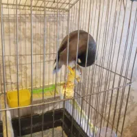 مرغ مینا