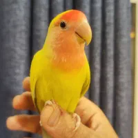 طوطی کوتوله برزیلی ۵ ماهه بالغ دستی