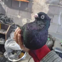 کبوتر ذاغ ابادانی