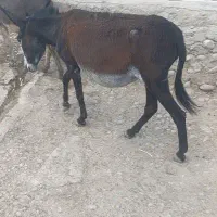 الاغ ماده با کره نر|حیوانات مزرعه|فیروزآباد (لرستان), |دیوار