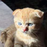 اسکاتیش اصیل گلد|گربه|گنبد کاووس, |دیوار