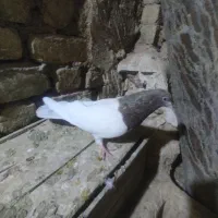 کله دار|پرنده|کبودرآهنگ, |دیوار