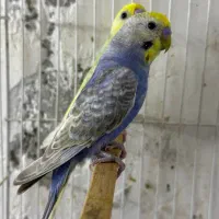 سه عدد مرغ عشق رینبو نر بالغ و آماده جفت