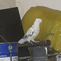 کبوتر نقابی و تهرانی