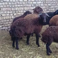 بره قوچ میش گوسفند بز