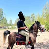 نریان نیله ابرش|اسب و تجهیزات اسب‌سواری|رشت, بلوار گیلان|دیوار