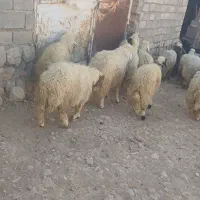 کاور پروآر|حیوانات مزرعه|ایلام, |دیوار