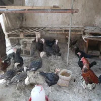 بوقلمون و اردک فروشی