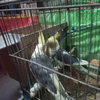 جفت عروس پاریس با جوجه|پرنده|سوسنگرد, |دیوار