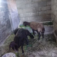 دو راس گوسفند ماده