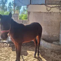 فروش یک راس اسب خرسان جوان|اسب و تجهیزات اسب‌سواری|ایذه, |دیوار