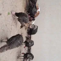 نطفه دار اردک و بوقلمون|حیوانات مزرعه|سنگر, |دیوار