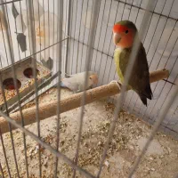 طوطی|پرنده|کنگاور, |دیوار