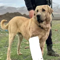 سگ پژدر گم شده