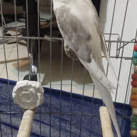 عروس هلندی نر