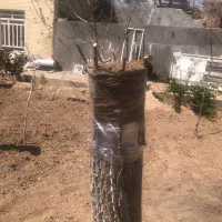پیوند گردو سرشاخه کاری