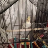 عروس هلندی|پرنده|پاکدشت, پاکدشت (مامازند)|دیوار