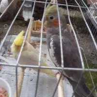 عروس هلندی|پرنده|لاهیجان, کوی خزر|دیوار