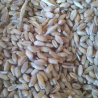 گندم|گل و گیاه طبیعی|شوش, |دیوار