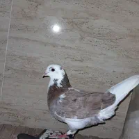 کبوتر سرور گم کردم