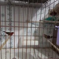 پرنده|پرنده|رشت, پارک شهر|دیوار