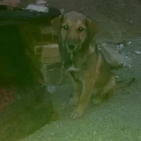 توله سگ پژدر|سگ|بهارستان, |دیوار