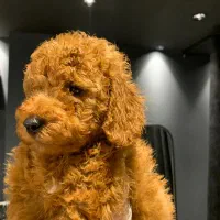 پودل|سگ|رشت, چله خانه|دیوار