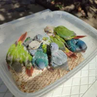 جوجه راهب،گرینچیک آناناسی دبل رد،یلوساید دبل رد