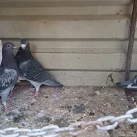 پولکی مگسی درست|پرنده|بیرجند, |دیوار