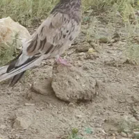 کبوتر سرور