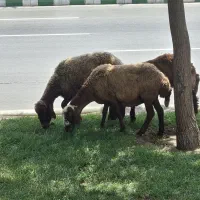 گوسفند خونی