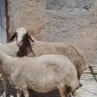 میش