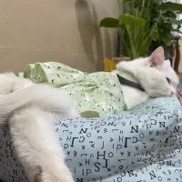 گربه نژاد وان(خاص و کمیاب)|گربه|رفسنجان, |دیوار