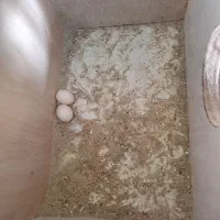 عروس هلندی مولد|پرنده|تبریز, |دیوار