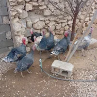 فروش بوقلمون|حیوانات مزرعه|یاسوج, |دیوار