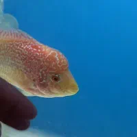 کامفا|ماهی|قم, پردیسان|دیوار