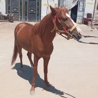 سلام کردتاخت ویورقه|اسب و تجهیزات اسب‌سواری|بیرجند, |دیوار