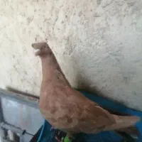 کبوتر|پرنده|شیراز, رکن‌آباد|دیوار