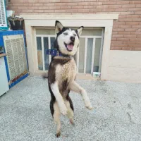 سگ هاسکی|سگ|یزد, |دیوار