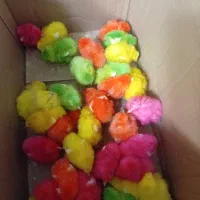 جوجه رنگی یکجا به فروش می‌رسد