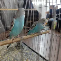 مرغ عشق|پرنده|پاکدشت, پاکدشت (مامازند)|دیوار