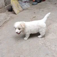 سگ پاکوتا