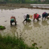 برنج محلی لاهیجان