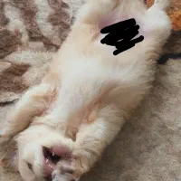 مالتیپو|سگ|قم, انسجام|دیوار