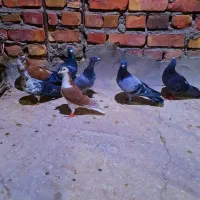 کفتر ۴۰ هزاری