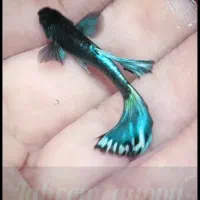 فروش ماهی گوپی|ماهی|جهرم, |دیوار