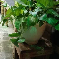 گل و گیاه و اجرا گلخانه کوچک آپارتمانی|گل و گیاه طبیعی|تهران, نیروی هوایی (پیروزی)|دیوار