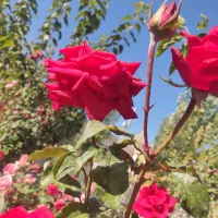 باغ ۵۰۰متری‌ملکی با اب حاشیه راه اصلی قیمت مناسب