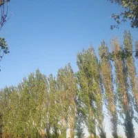 نیازمند به کارگر اشنا به فضای سبز